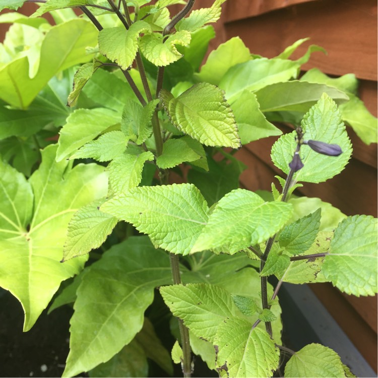 plant image 211249