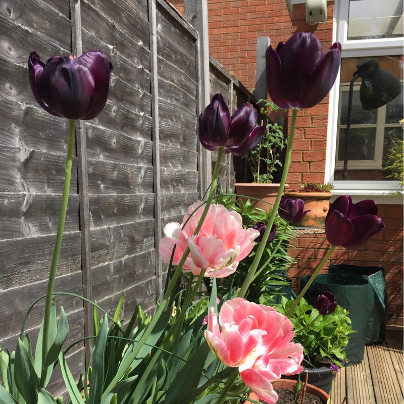 Plant image Tulipa 'Sweet Desire'