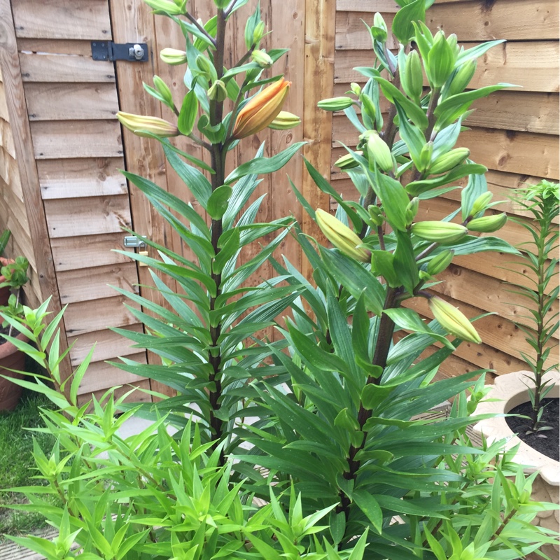 plant image 92490
