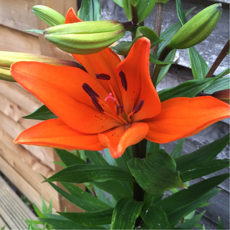 plant image 96846