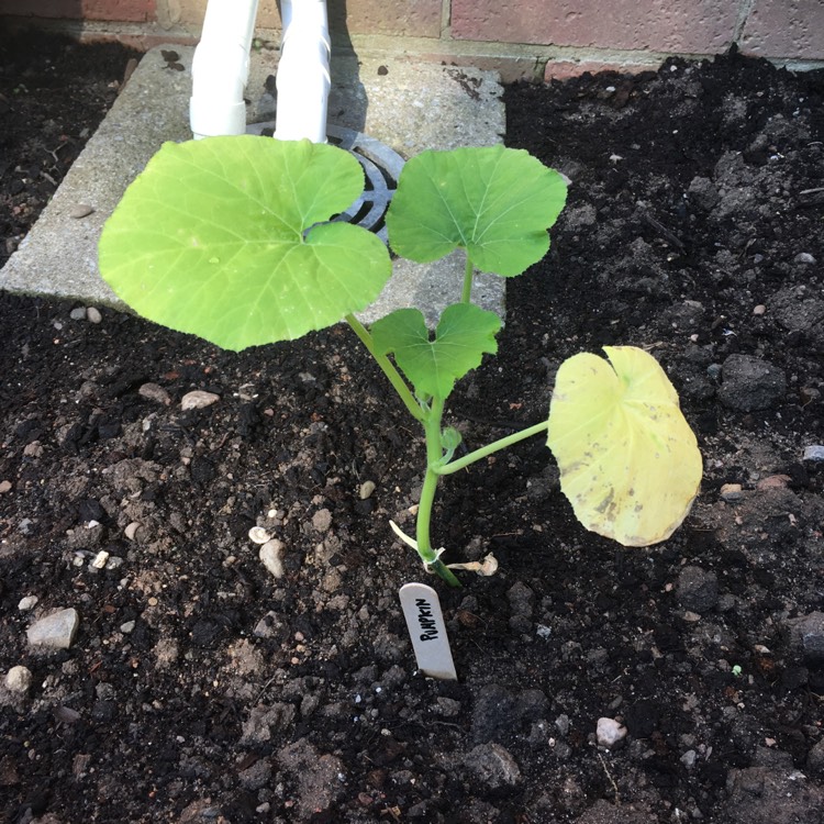 plant image 761092