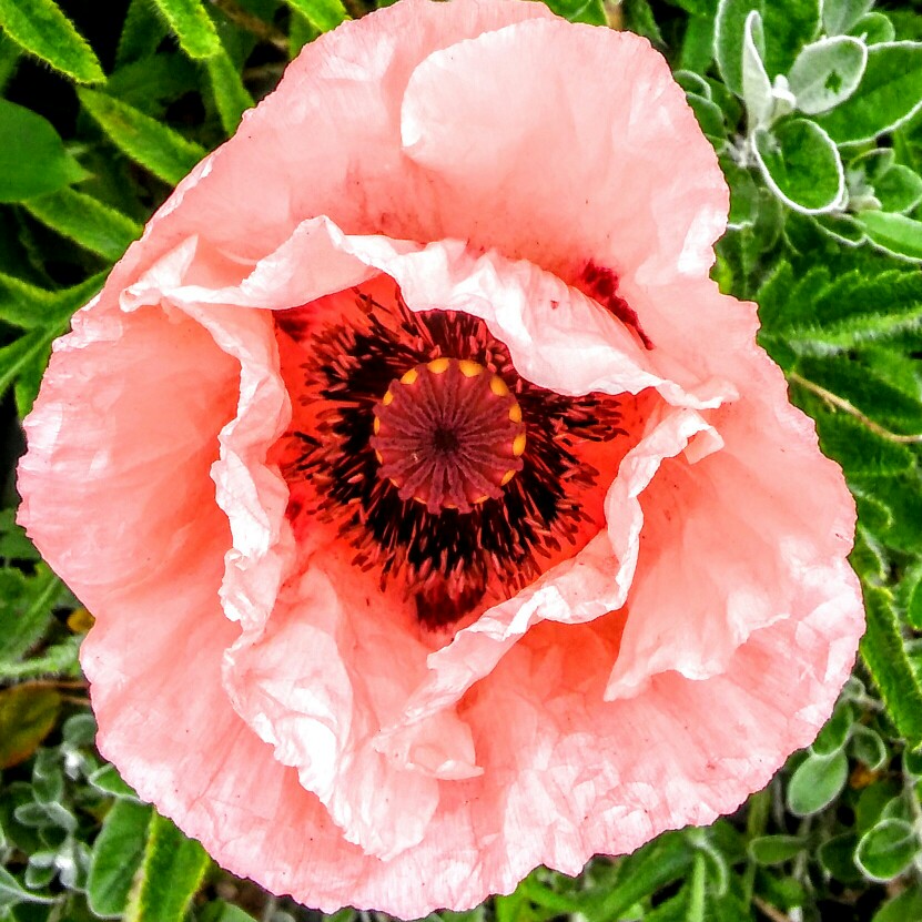 Plant image Papaver (Oriental Group) 'Prinzessin Victoria Louise' syn. Papaver orientale 'Princess Victoria Louise'