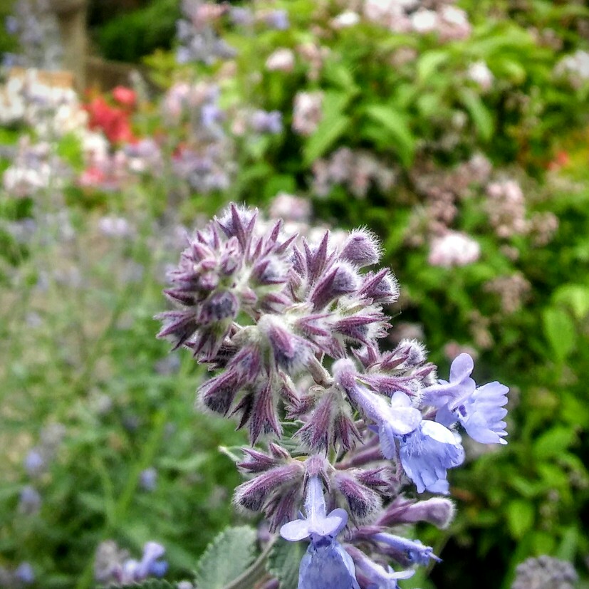 Plant image Nepeta 'Six Hills Giant'