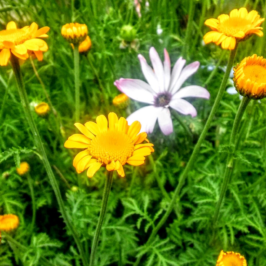 plant image 115801