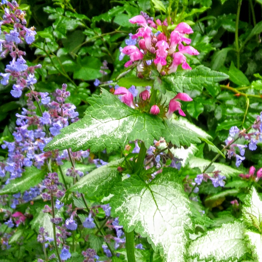 Plant image Lamium 'Maculatum' Beacon Silver'