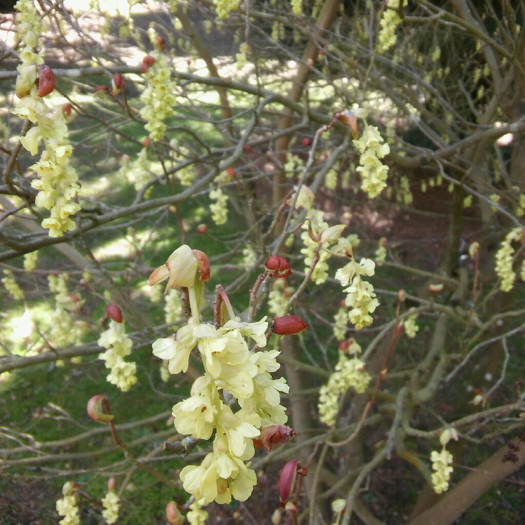 plant image 44407