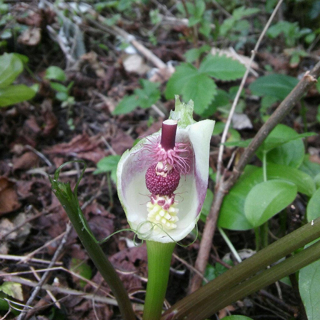 Arum italicum