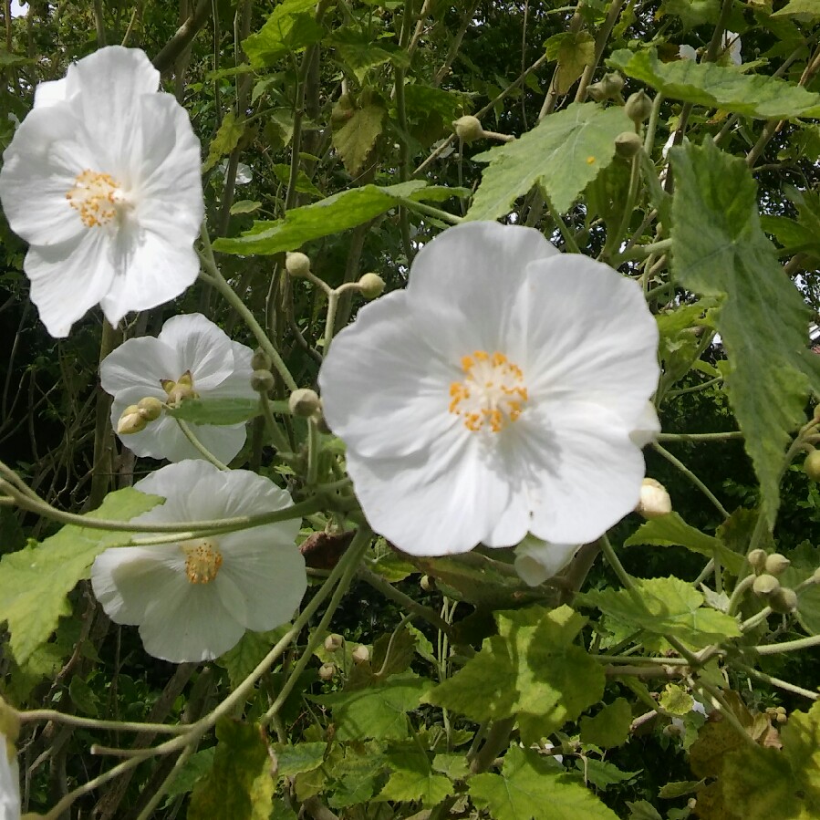 Plant image Abutilon 'White King'