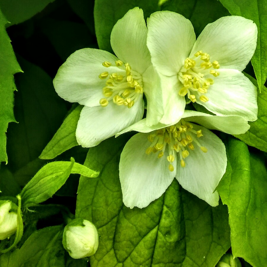 plant image 97305