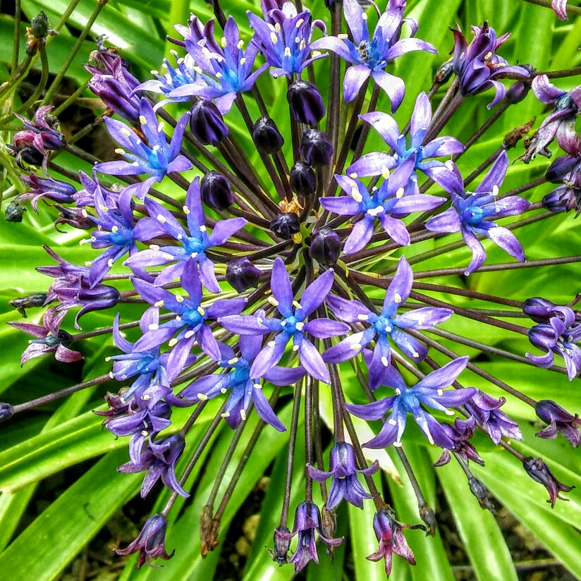 Plant image Scilla peruviana