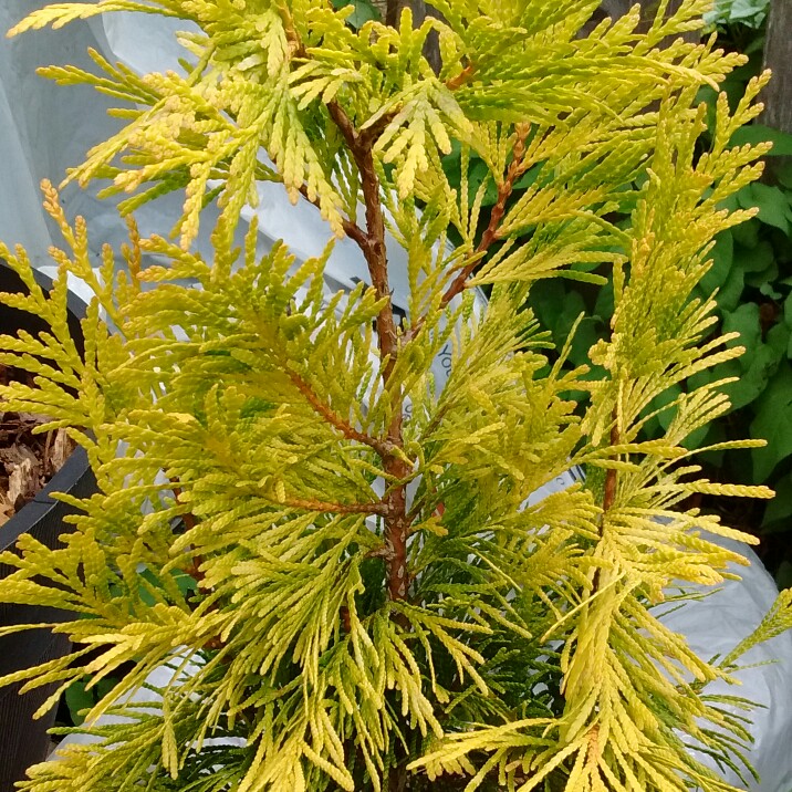 plant image 179292