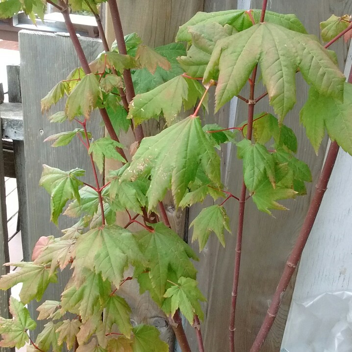 Plant image Acer circinatum