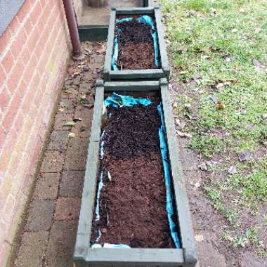Charlotte's garden