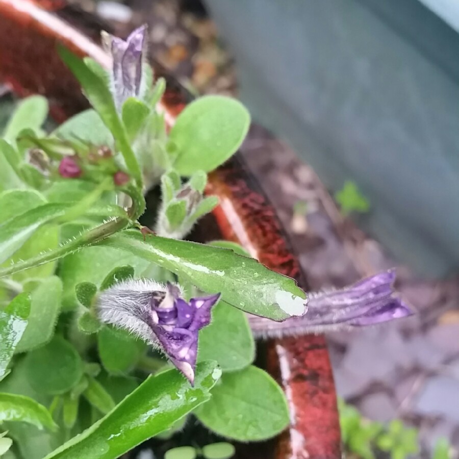plant image 113334 plant image 113334
