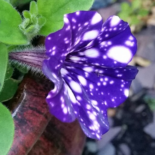 plant image 120160 plant image 120160