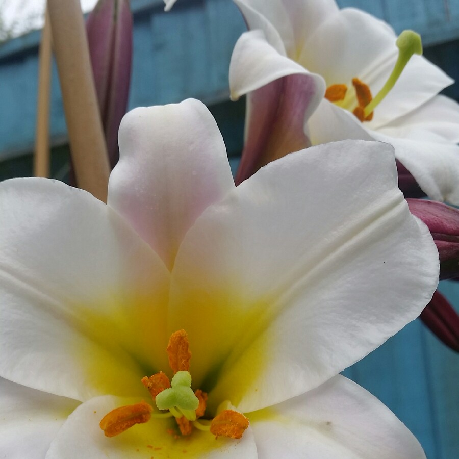 plant image 140845
