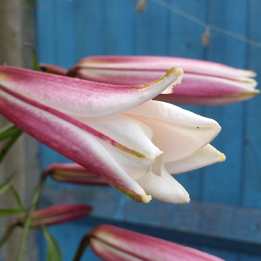 plant image 141418