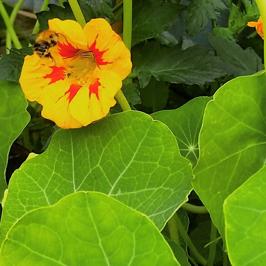 Tropaeolum Majus 'Whirlybird Orange'