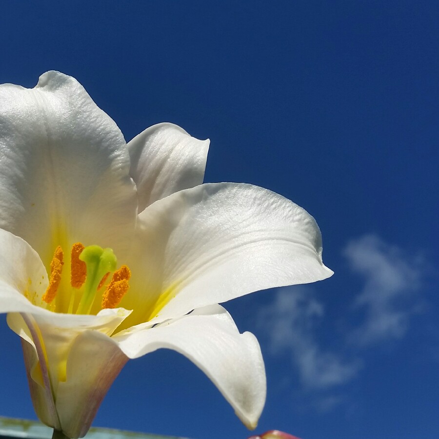 plant image 148549