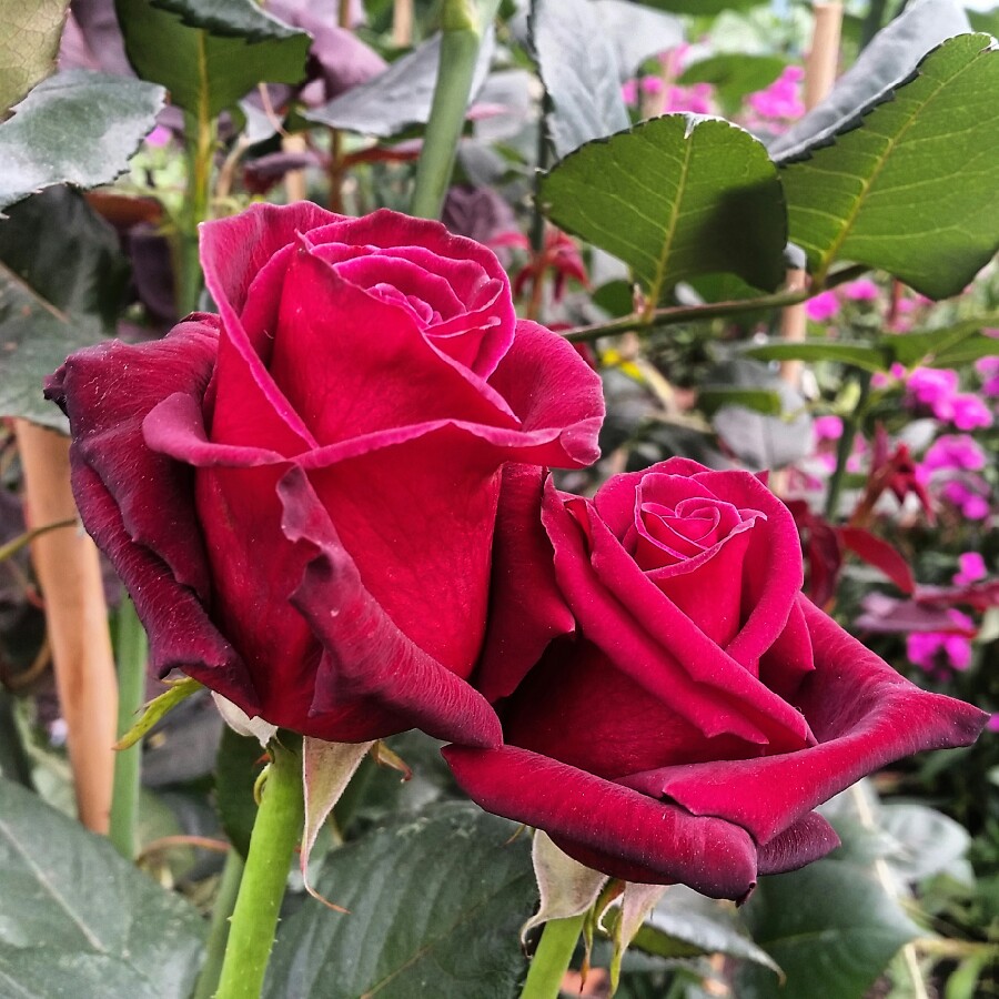 Rosa 'Korfleur' syn. Rosa 'Black Beauty'