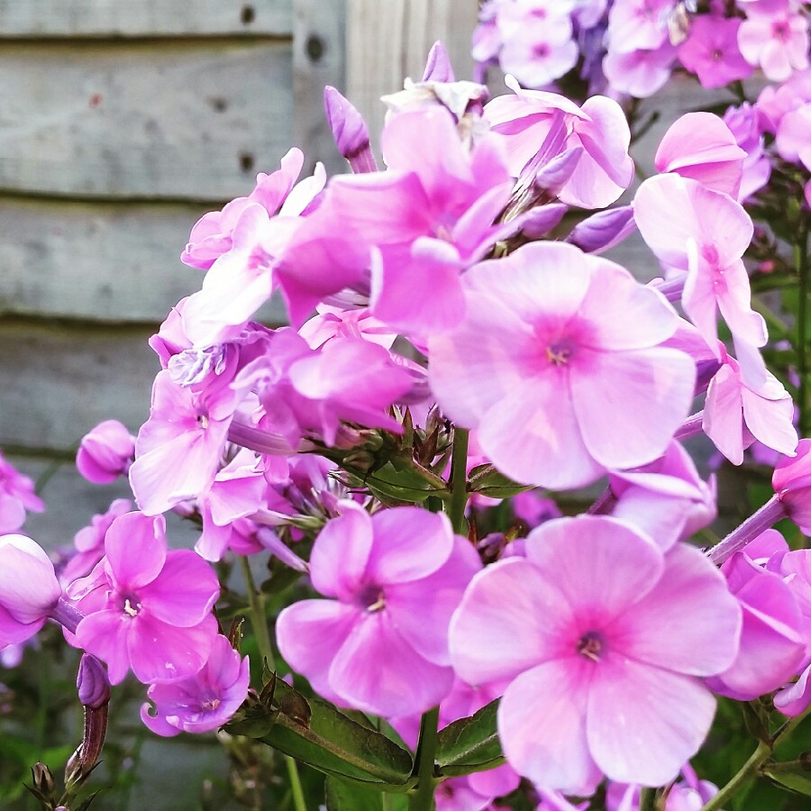 Plant image Phlox paniculata 'Purple Kiss'