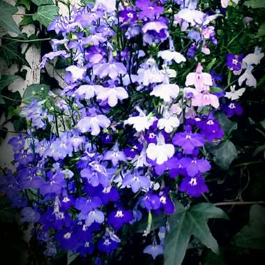 Lobelia Erinus 'Blue with Eye Palace'