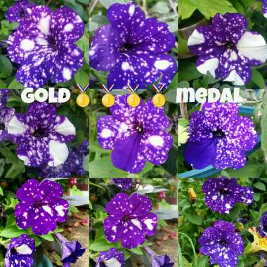 Petunia 'Kleph15313' syn. Petunia 'Night Sky', Petunia 'Headliner Night Sky'