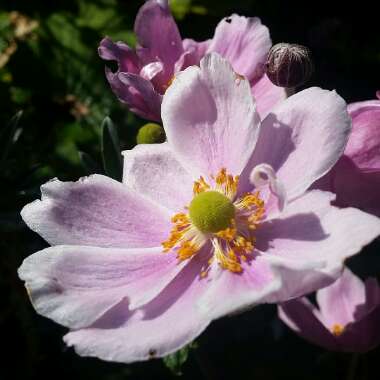 Anemone hupehensis syn. Anemone scabiosa