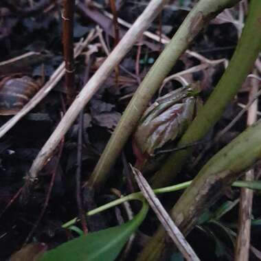 Helleborus