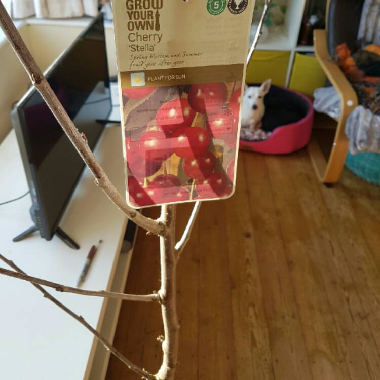 plant image 301559