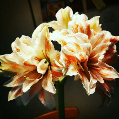Hippeastrum