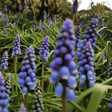 Muscari armeniacum