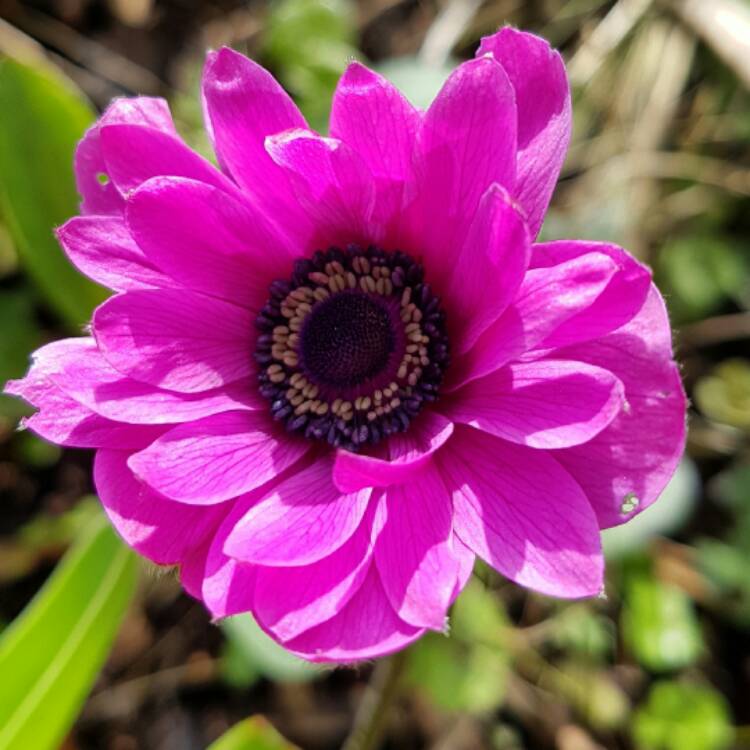 Plant image Anemone coronaria 'St Brigid' (Mix)