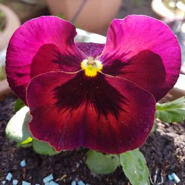 Viola x wittrockiana 'Matrix Sangria'
