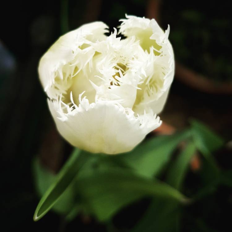 plant image 347521
