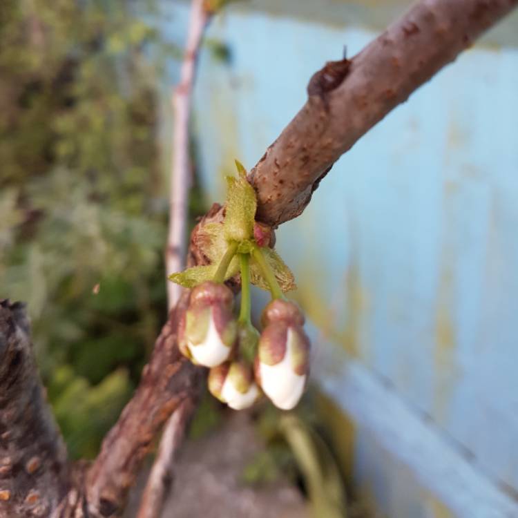 plant image 354311