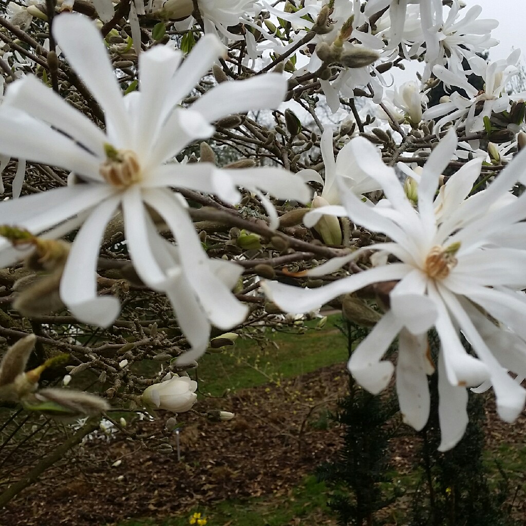 Plant image Magnolia stellata 'Rosea'