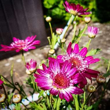 Argyranthemum
