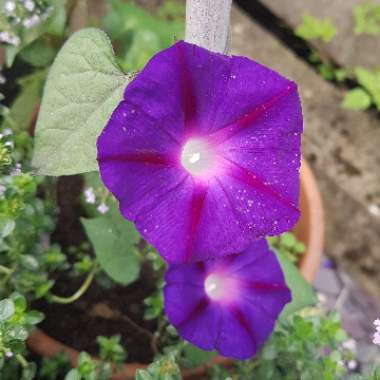Ipomoea