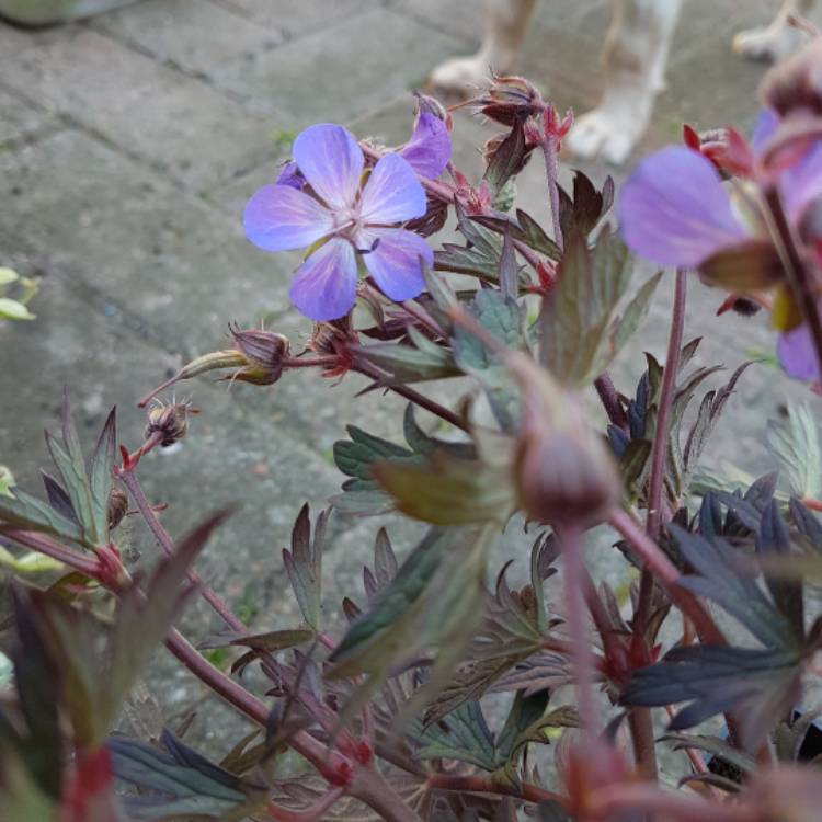 Plant image Geranium pratense (Victor Reiter Group) 'Nodbeauty' syn. Geranium pratense 'Black Beauty'