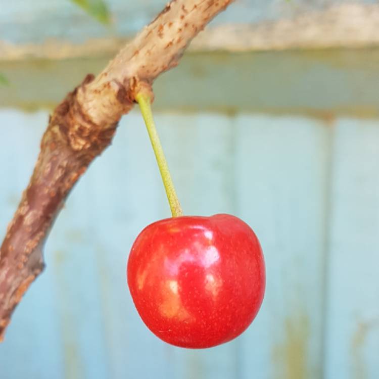 plant image 450277