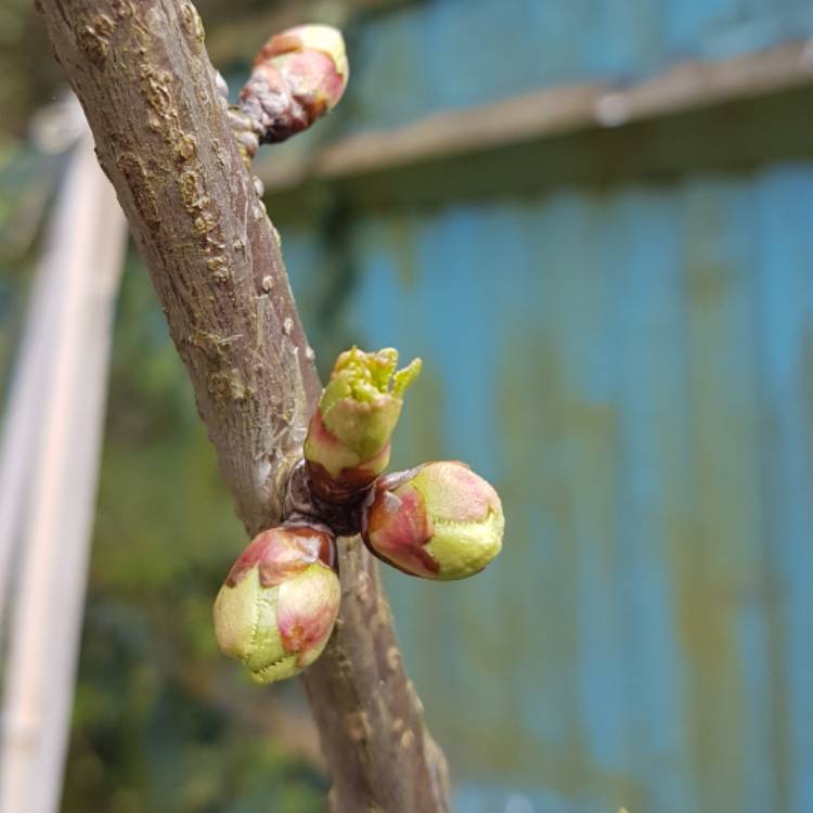 plant image 659622