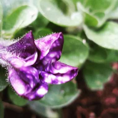 Petunia 'Kleph15313' syn. Petunia 'Night Sky', Petunia 'Headliner Night Sky'
