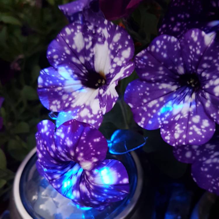 Plant image Petunia 'Kleph15313' syn. Petunia 'Night Sky', Petunia 'Headliner Night Sky'