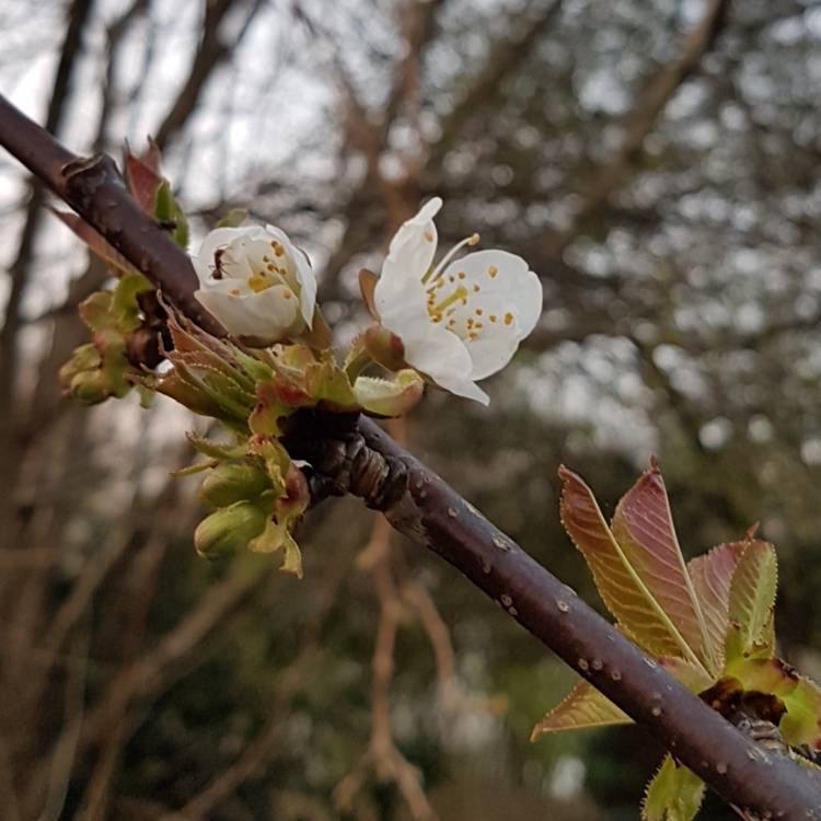 Plant image Prunus avium 'Stella'