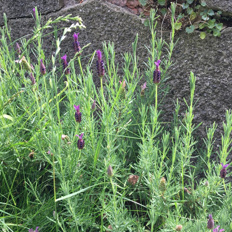 Plant image Lavandula pedunculata subsp. lusitanica 'Lusi Purple'