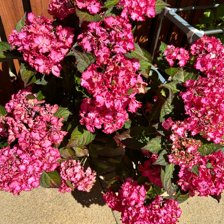 plant image 1618568