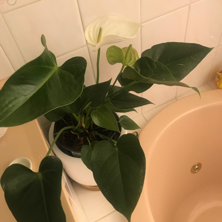 Plant image Anthurium (Andraenum Group) 'Anthcapbuk' syn. Anthurium 'Sierra White'