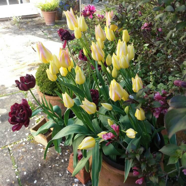 plant image 395707