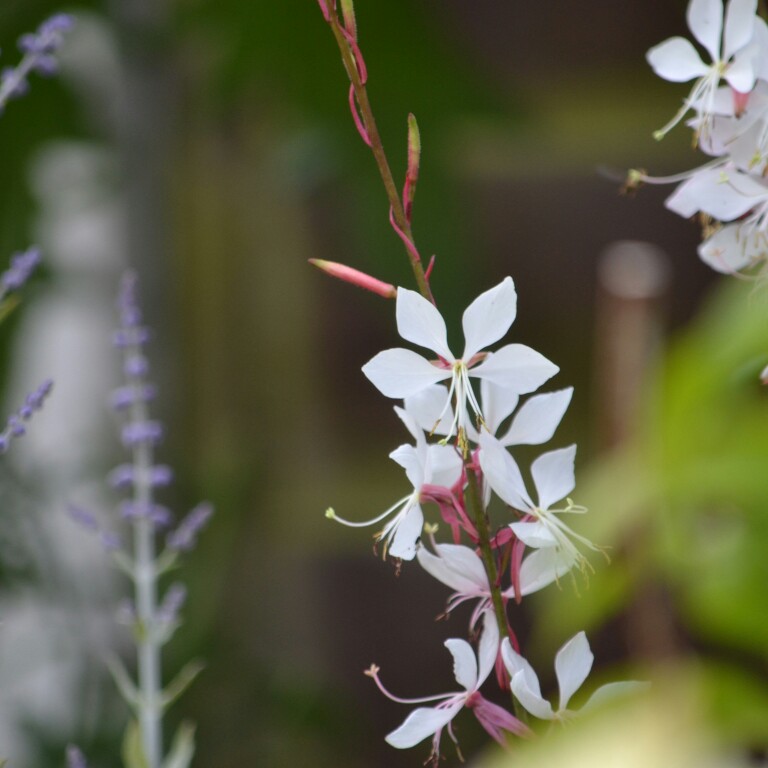 Plant image Oenothera lindheimeri 'The Bride' syn. Gaura lindheimeri 'The Bride'